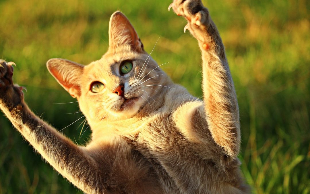 PETstock’s Pawsome CRO: What Can You do to Increase Your Online Purr-chases?